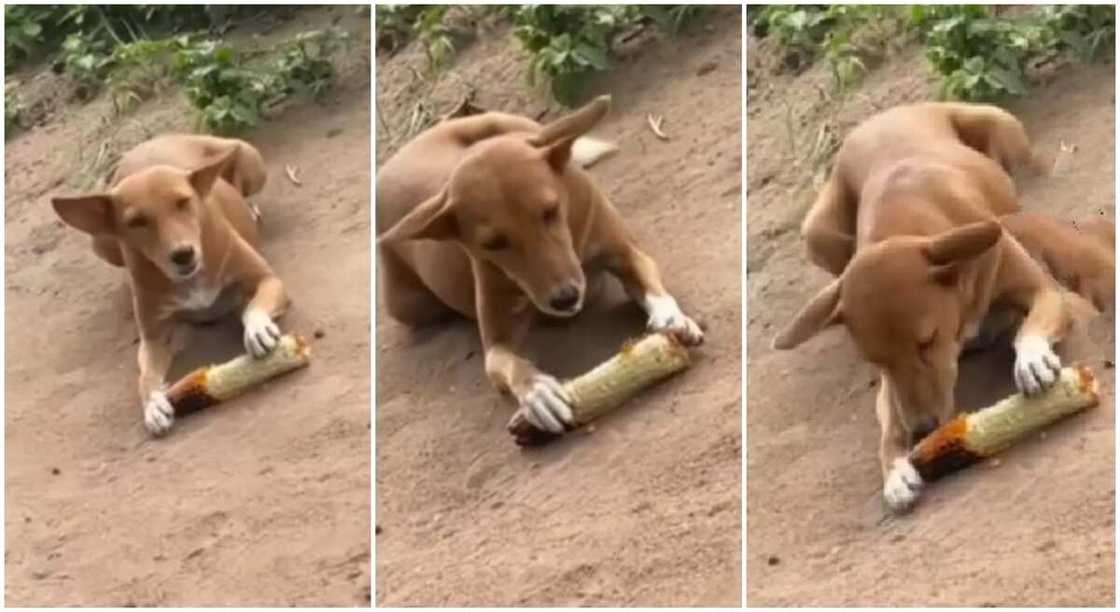 Photo of Nigerian dog eating roasted corn. Photo of Nigerian dog eating roasted corn.