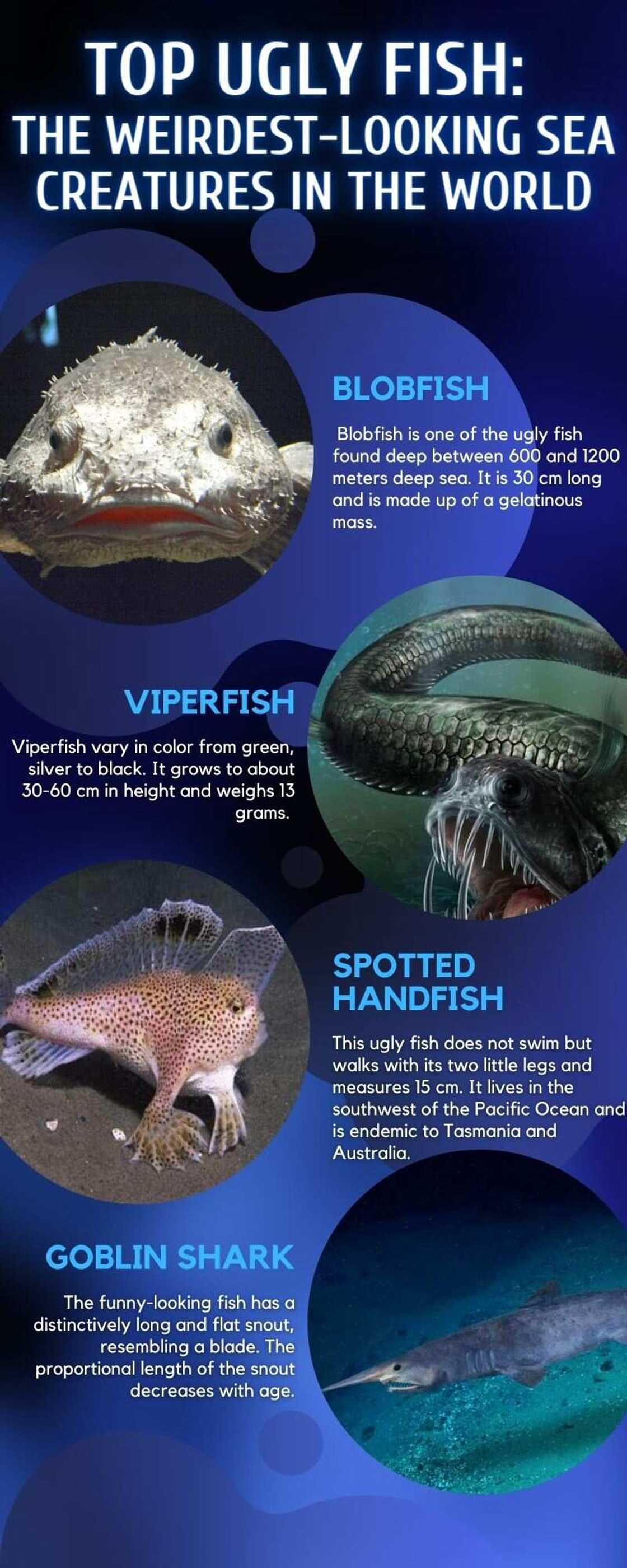 Top 10 ugly fish Top 10 ugly fish
