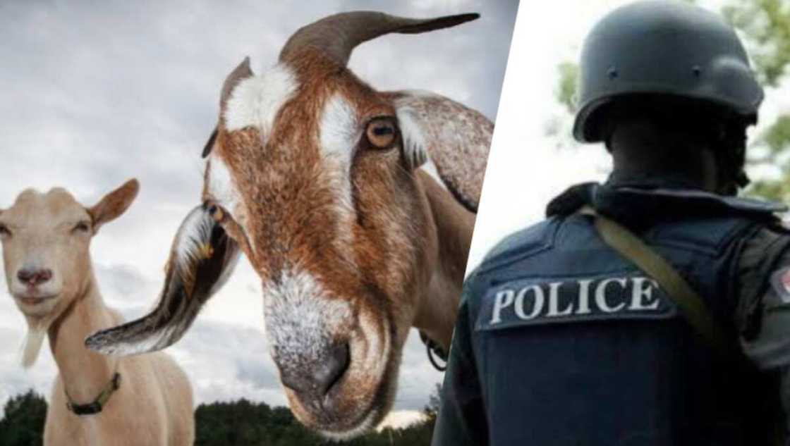 'Yan sanda sun cafke masu satar awaki a Gombe 'Yan sanda sun cafke masu satar awaki a Gombe