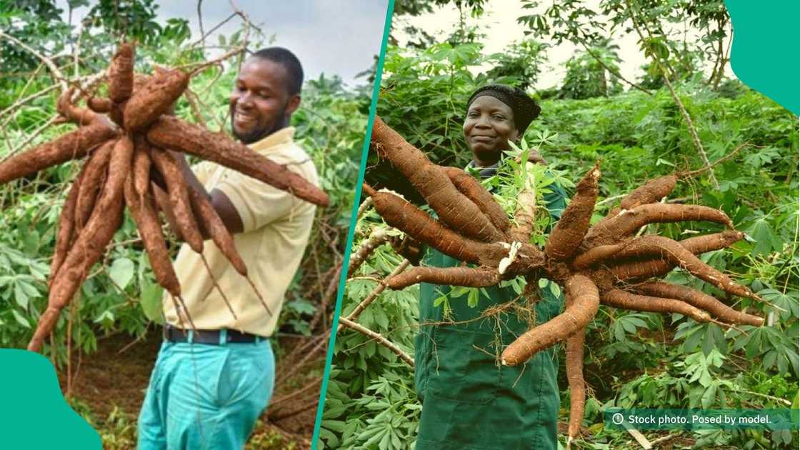 Cassava glut wreaks havoc as prices fall leaving farmers desperate for buyers Cassava glut wreaks havoc as prices fall leaving farmers desperate for buyers