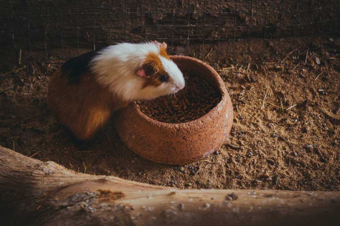 cute guinea pig names