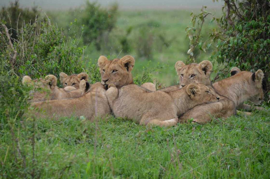Tan lionesses and cubs on green field during daytime
