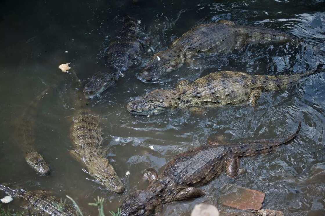 Broad-snouted caimans swim in Brazil, where populations have recovered enough to allow CITES to ease trade restrictions Broad-snouted caimans swim in Brazil, where populations have recovered enough to allow CITES to ease trade restrictions