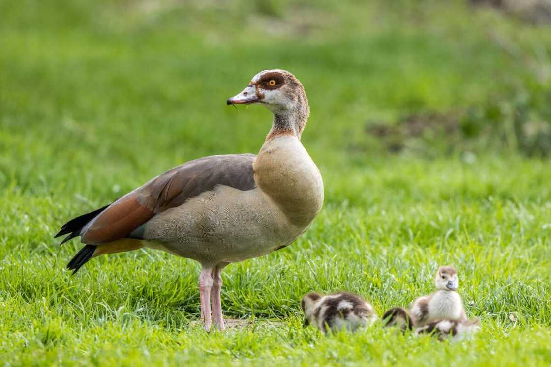 An Egyptian Goose with her ducklings An Egyptian Goose with her ducklings