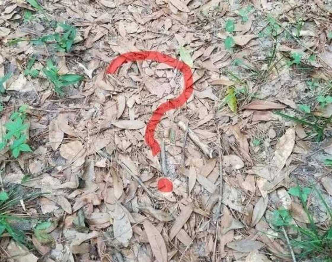 This picture of a snake has become internet's latest brainteaser (photo) This picture of a snake has become internet's latest brainteaser (photo)