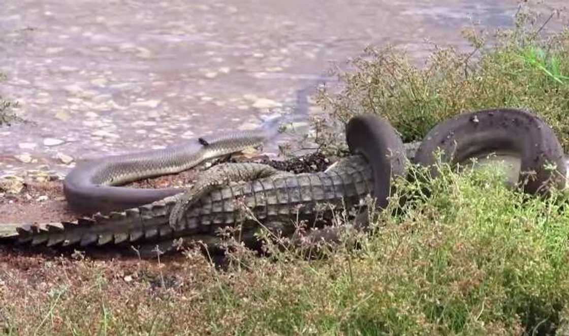 See how this python ruthlessly devour a crocodile in epic battle See how this python ruthlessly devour a crocodile in epic battle