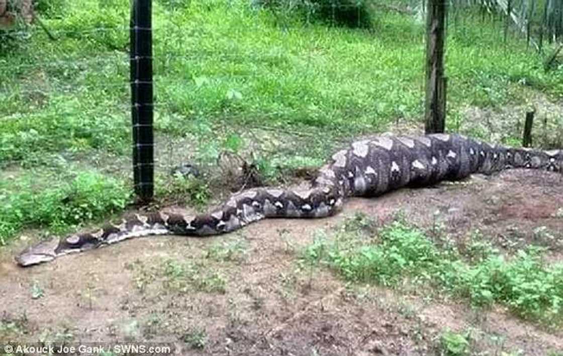 Stunned villagers capture 5m greedy snake that devoured 2 goats and couldn't move (photos, video) Stunned villagers capture 5m greedy snake that devoured 2 goats and couldn't move (photos, video)