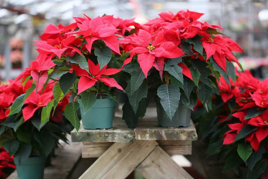 Red poinsettia in a flower pot