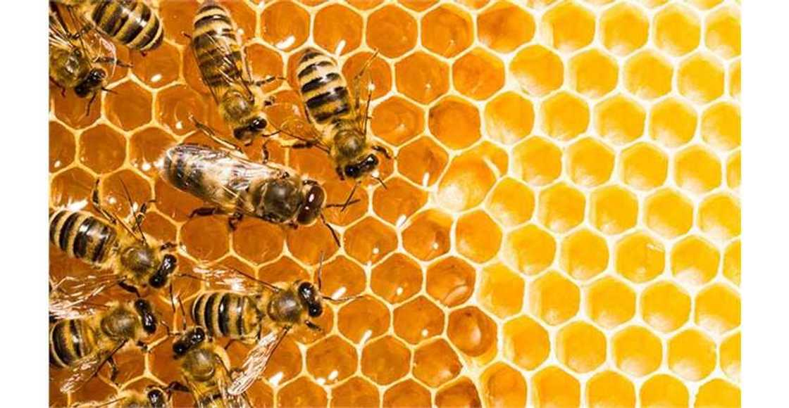 Kudan Zuma ya tashi al'ummar garin Gunsun na jihar Filato Kudan Zuma ya tashi al'ummar garin Gunsun na jihar Filato