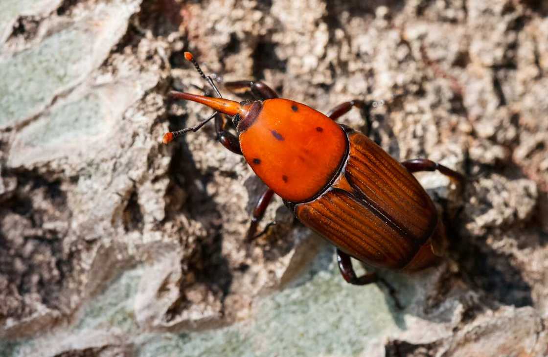 Red palm weevil Red palm weevil