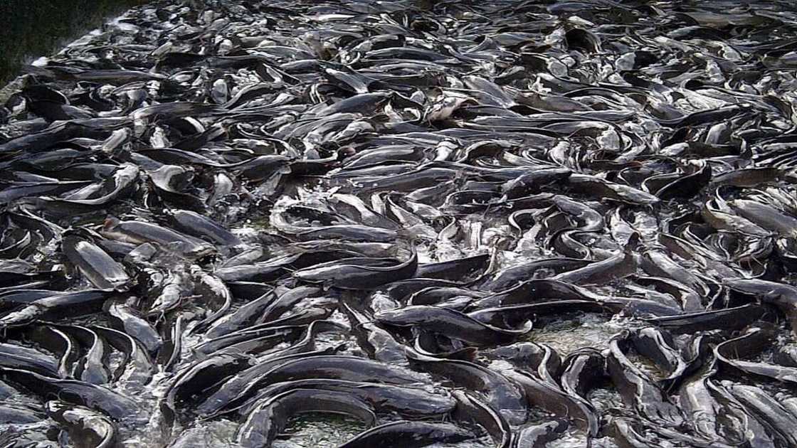Fish farming in Nigeria Fish farming in Nigeria