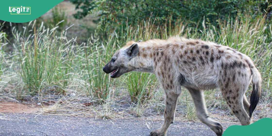 Fleeing hyena from Plateau wildlife park found alive Fleeing hyena from Plateau wildlife park found alive