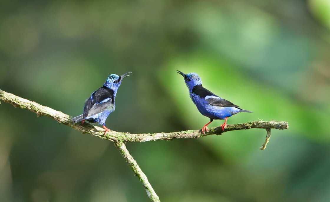Two red-legged honeycreepers on a branch Two red-legged honeycreepers on a branch