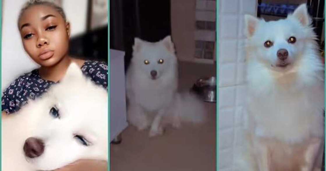Lady sees dog staring at her at 2 am, shares video as she tackles dog Lady sees dog staring at her at 2 am, shares video as she tackles dog