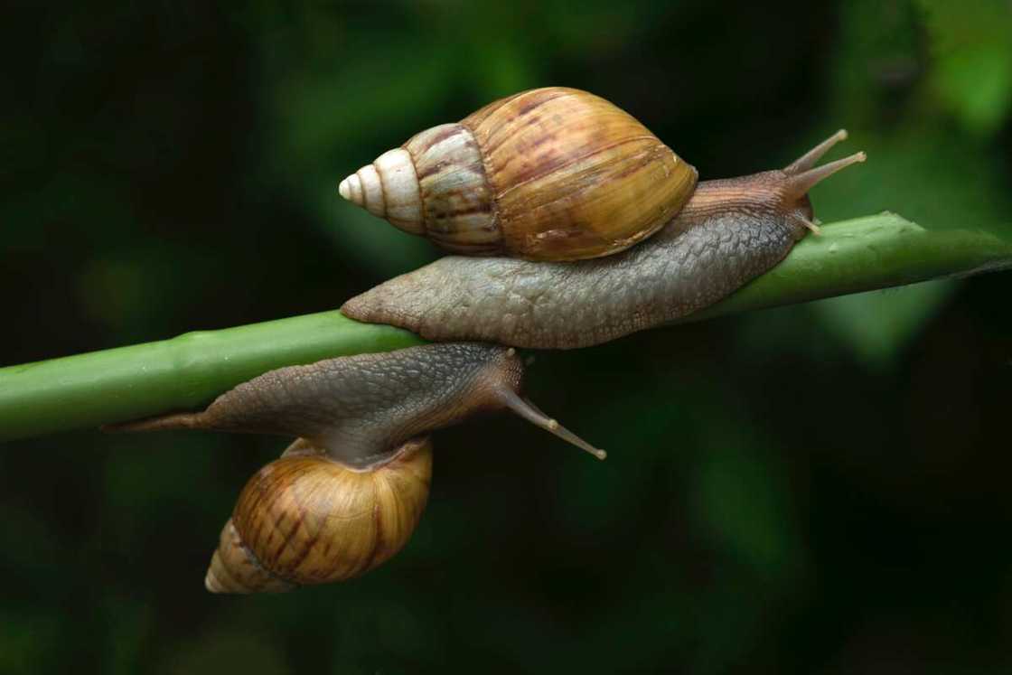 how to start snail farming at home how to start snail farming at home