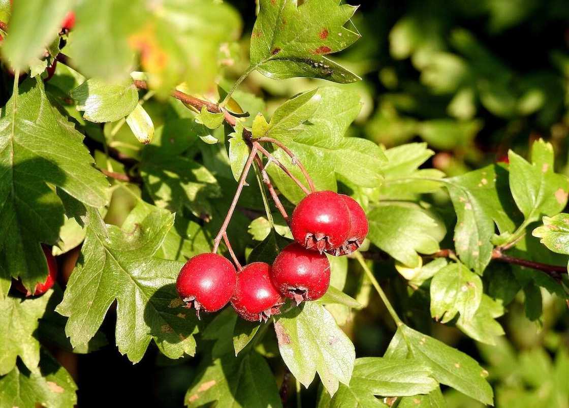 Natural diuretic herbs: Hawthorn