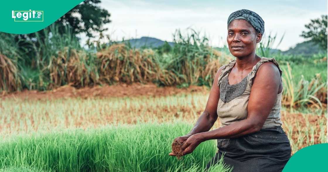 Farmer Money, GEEP Programme, federal government
