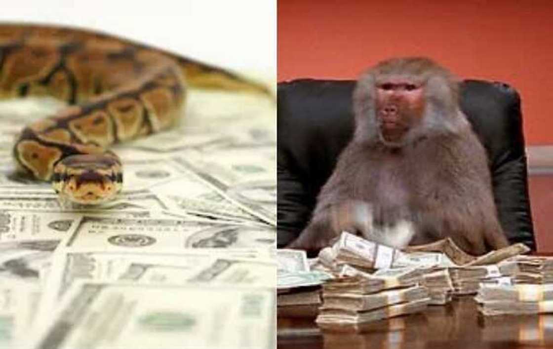 Dabbobi da kudi Dabbobi da kudi