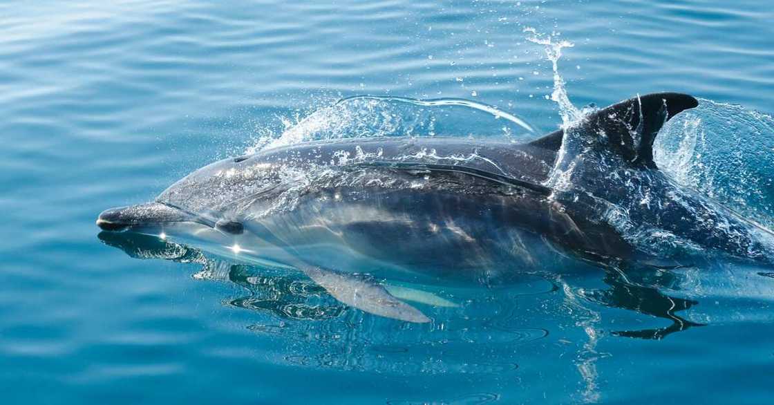 A black dolphin in a body of water A black dolphin in a body of water