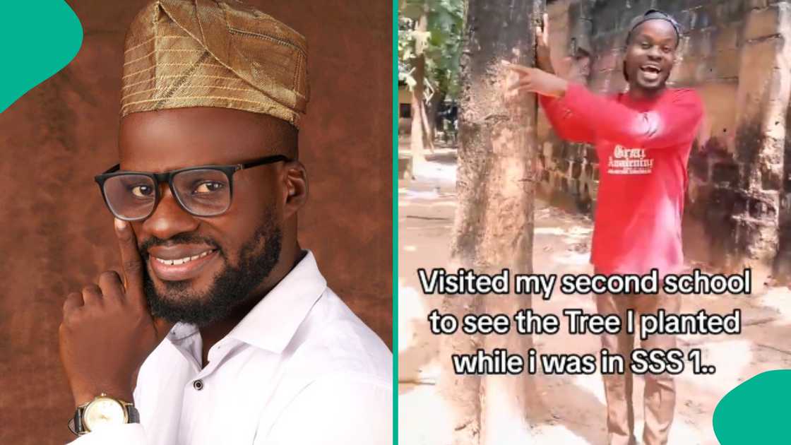 Man shows off tree he planted while in school. Man shows off tree he planted while in school.