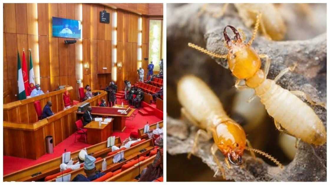 Senate, NSITF, termites, Michael Akabogu, corruption in government, Nigerian officials and corruption Senate, NSITF, termites, Michael Akabogu, corruption in government, Nigerian officials and corruption