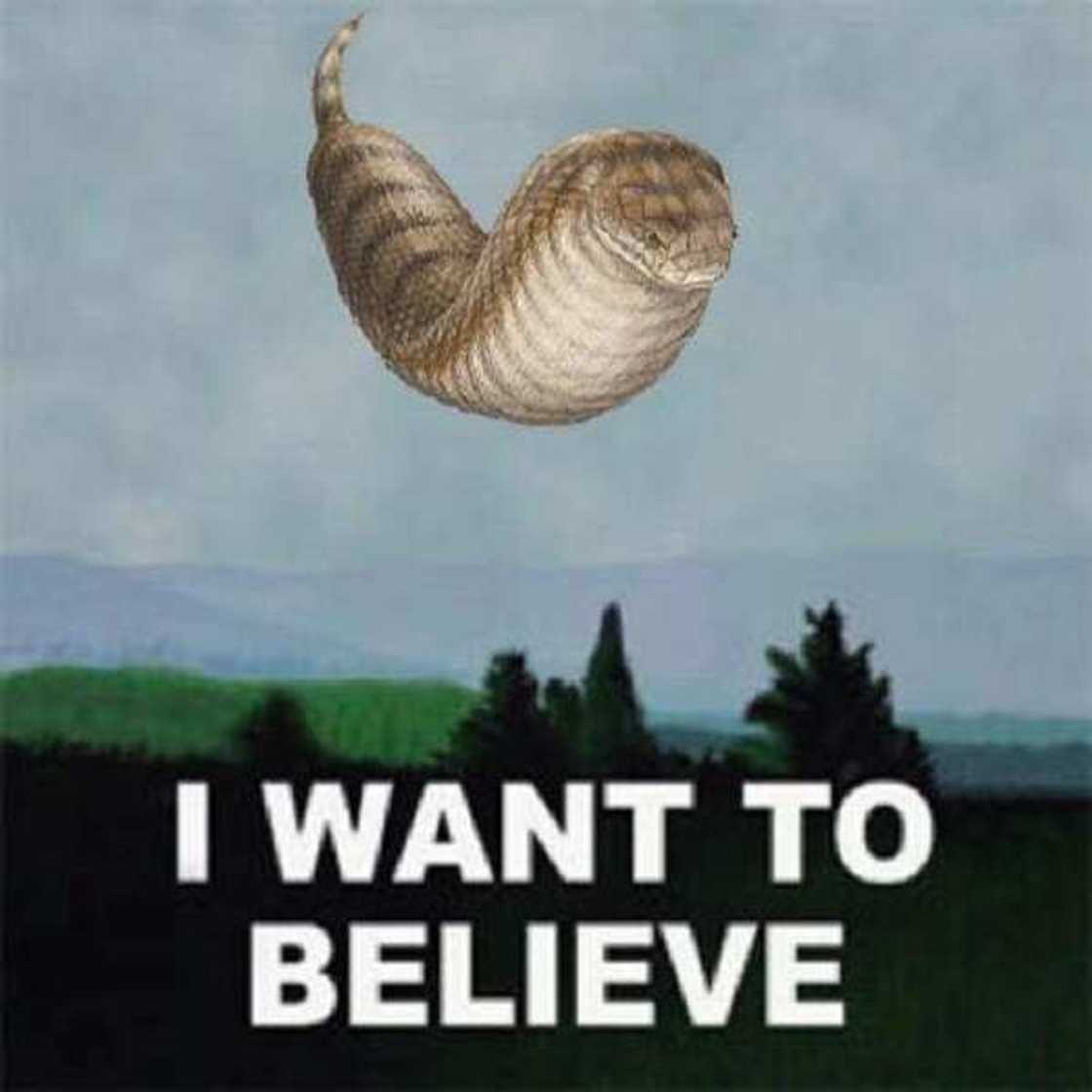 tsuchinoko real tsuchinoko real