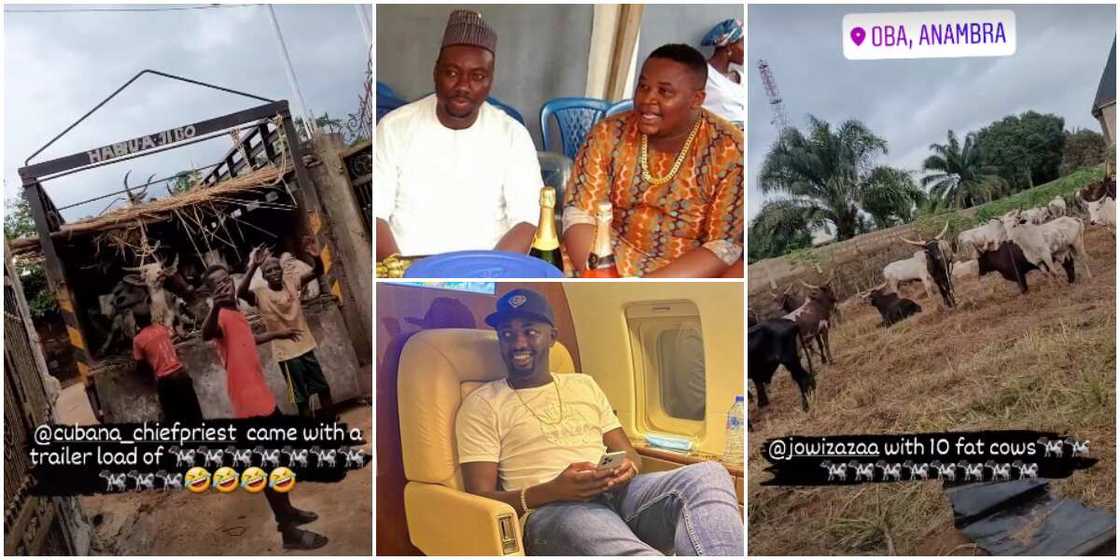 Chiefpriest send Obi Cubana cows Chiefpriest send Obi Cubana cows