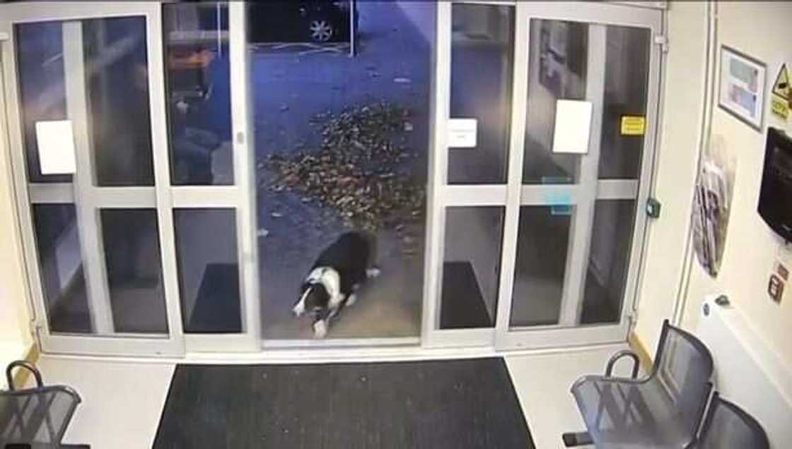 Missing dog handed herself over to the police Missing dog handed herself over to the police