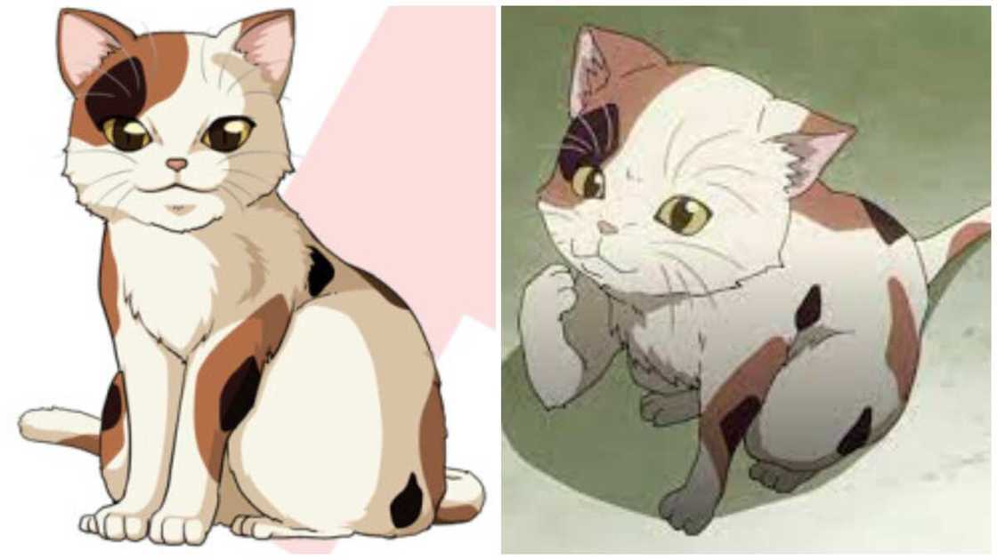 anime kitties anime kitties