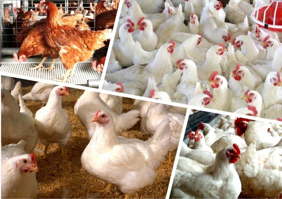 6 Best Breed of Broiler in Nigeria 6 Best Breed of Broiler in Nigeria