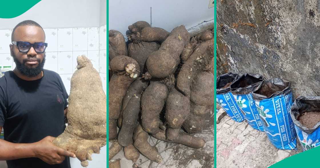 Nigerian man who planted yams in sack bags rejoices, displays what he harvested