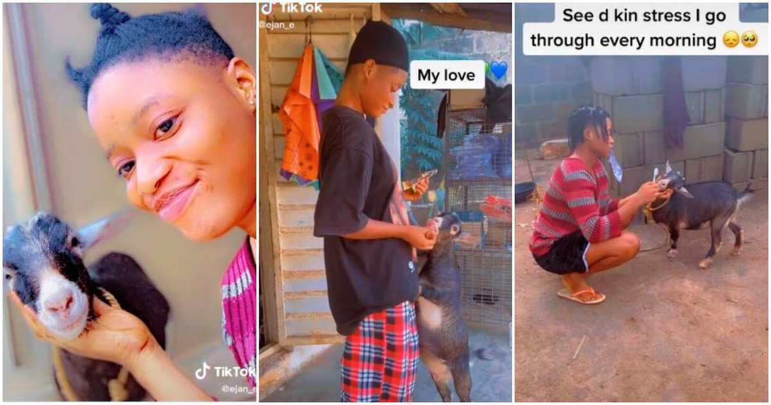 Marijina, goat as pet, rbus its teeth, Nigerian lady and goat, ladyy flaunts her goat pet Marijina, goat as pet, rbus its teeth, Nigerian lady and goat, ladyy flaunts her goat pet