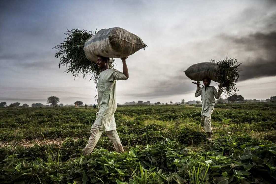 CBN farmers Tinubu loan recovery