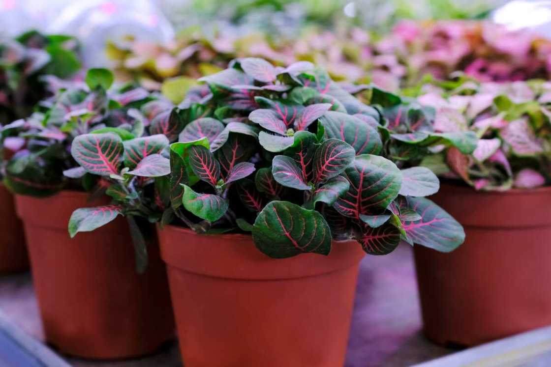 outdoor potted plants that don’t need sunlight outdoor potted plants that don’t need sunlight