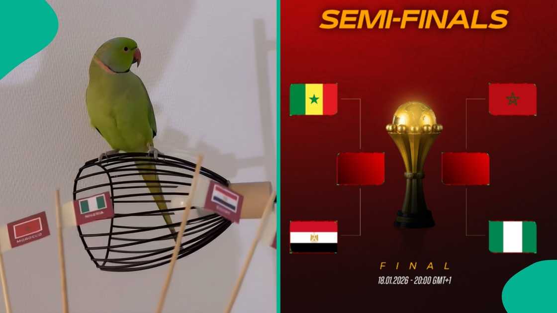 parrot predicts 2025 AFCON final match
