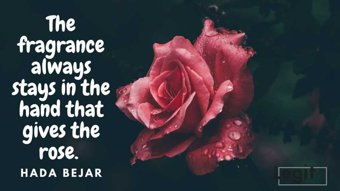 kind quotes kind quotes