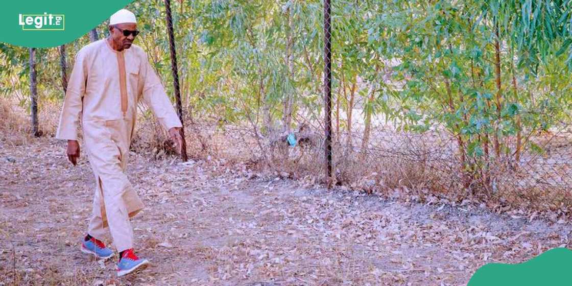 Tsohon shugaban kasa Buhari ya koma gonarsa a Daura Tsohon shugaban kasa Buhari ya koma gonarsa a Daura