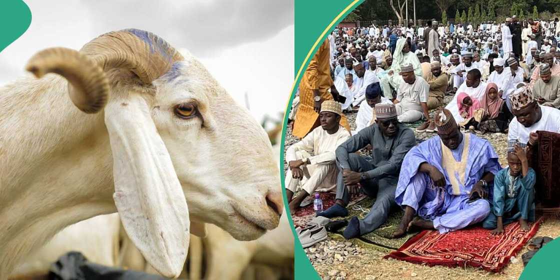 Muslims to get loans for Sallah rams, Nigerians fume Muslims to get loans for Sallah rams, Nigerians fume