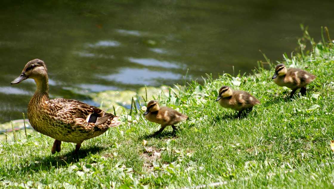 Ducks walking in a row