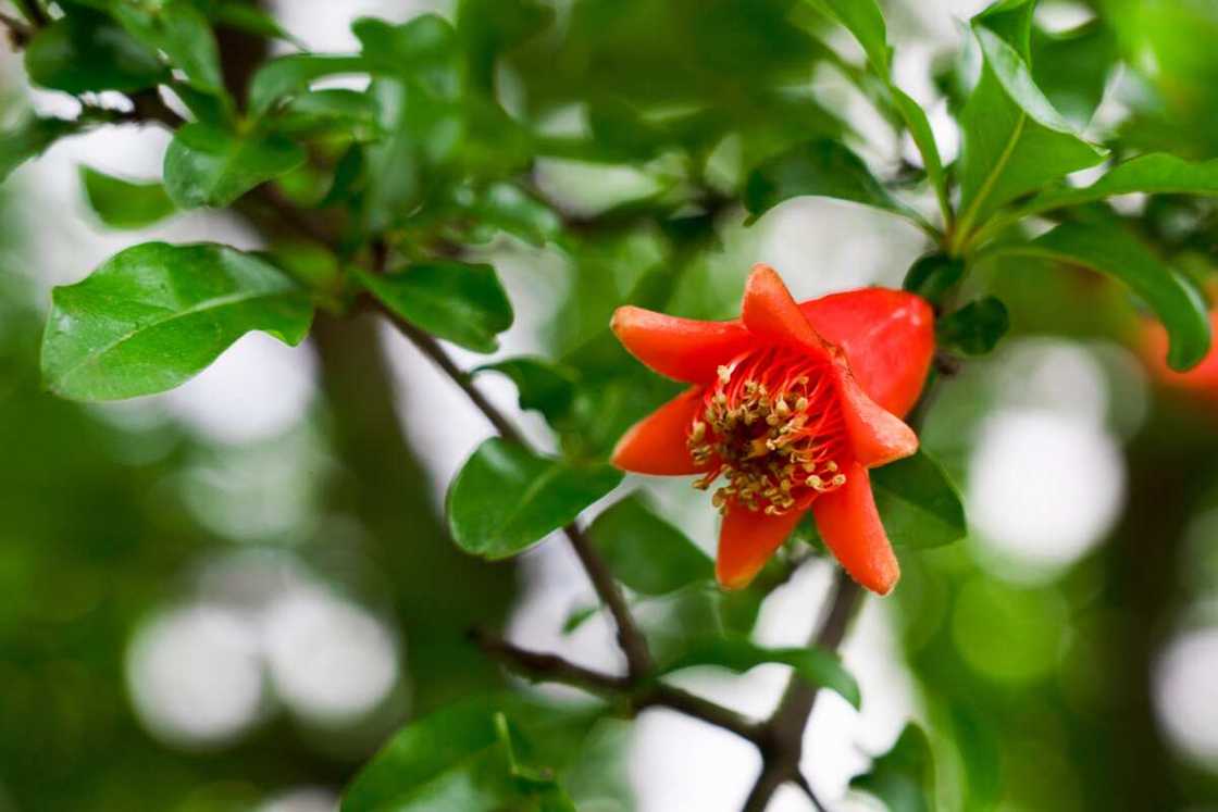 A red pomegranate flower