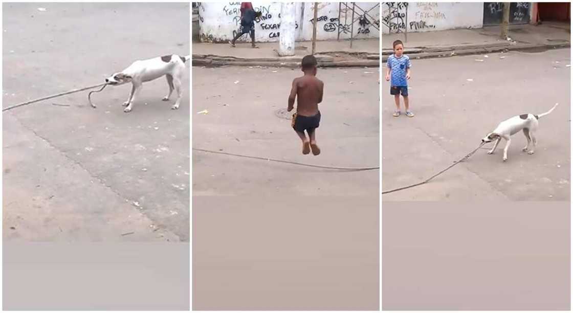 Photos of smart dog helping kids to skip rope in Brazil.