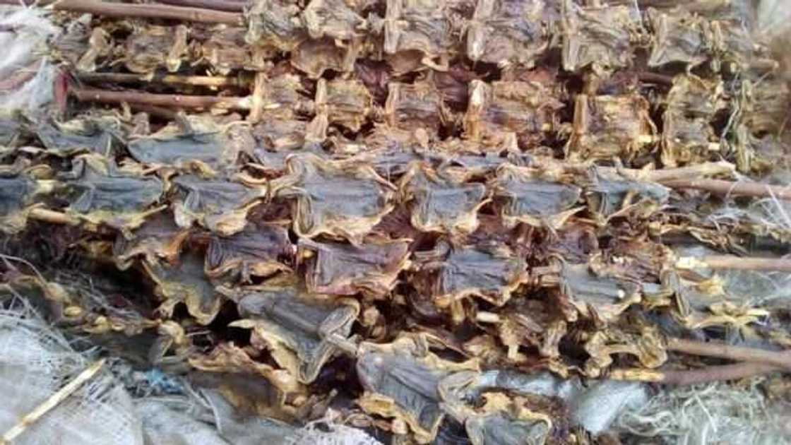 Hotunan yadda ake tsiren naman Kwado a Abuja Hotunan yadda ake tsiren naman Kwado a Abuja