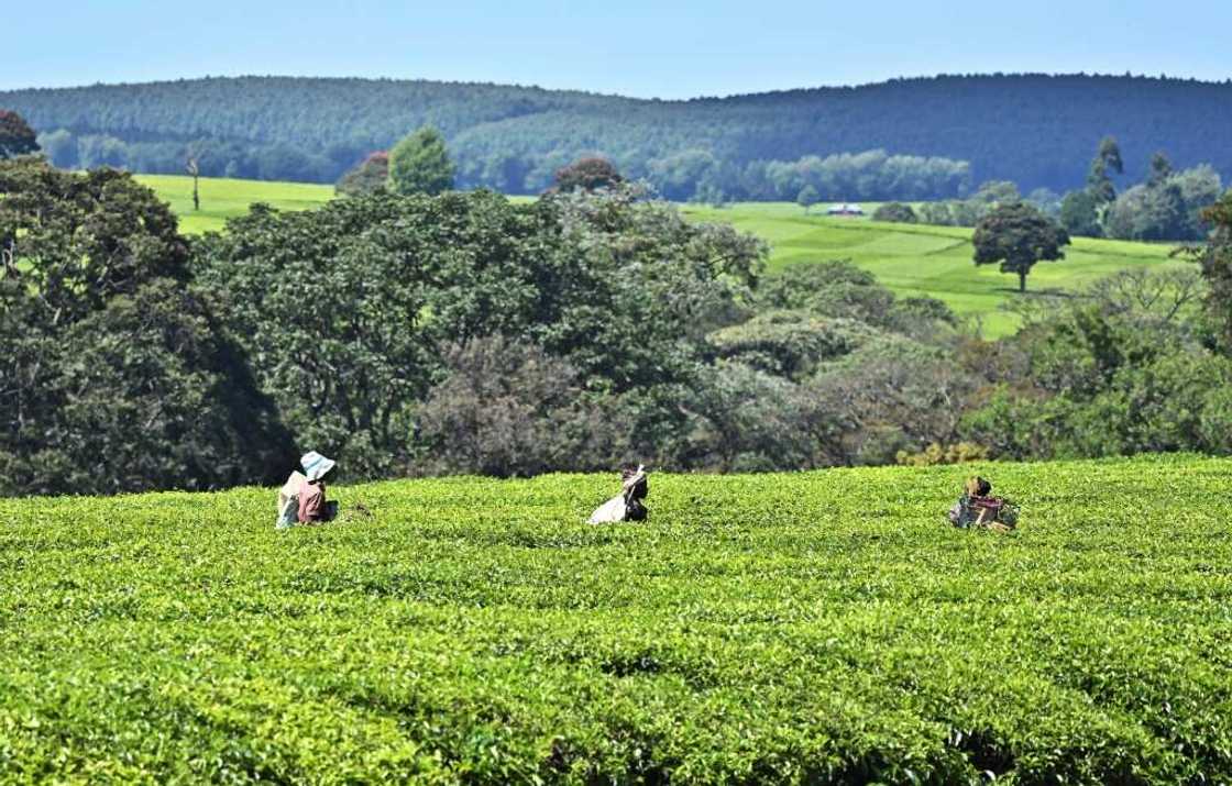 Workers at a tea plantation in Kenya's Kericho area Workers at a tea plantation in Kenya's Kericho area