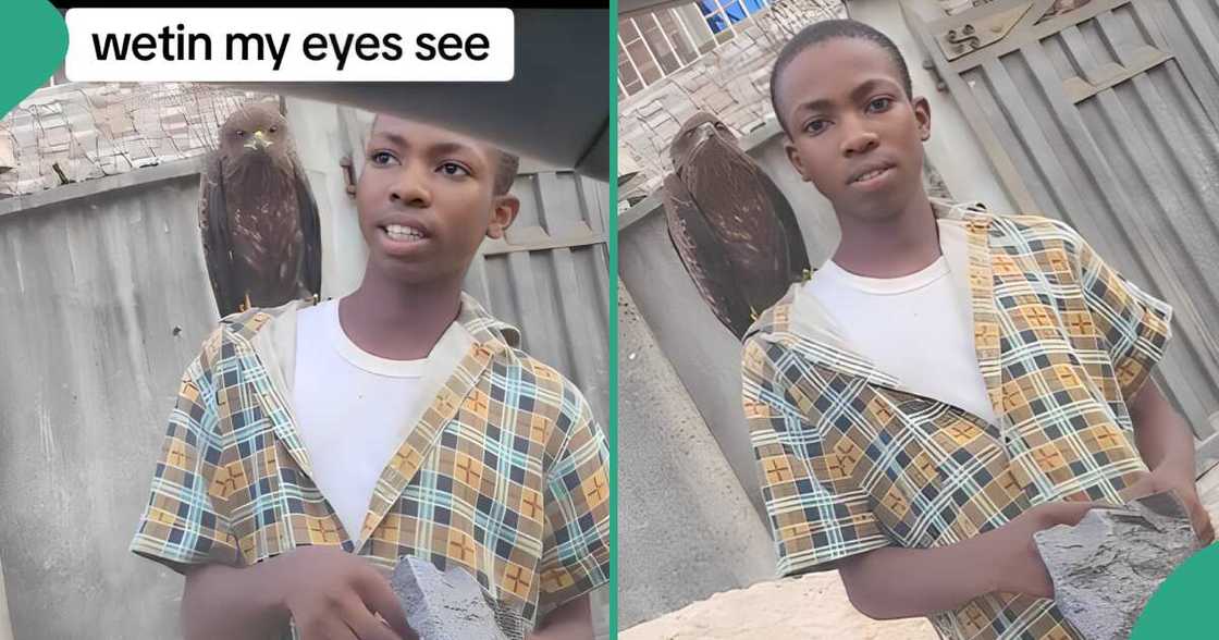 Boy seen with a bird believed to be a hawk.