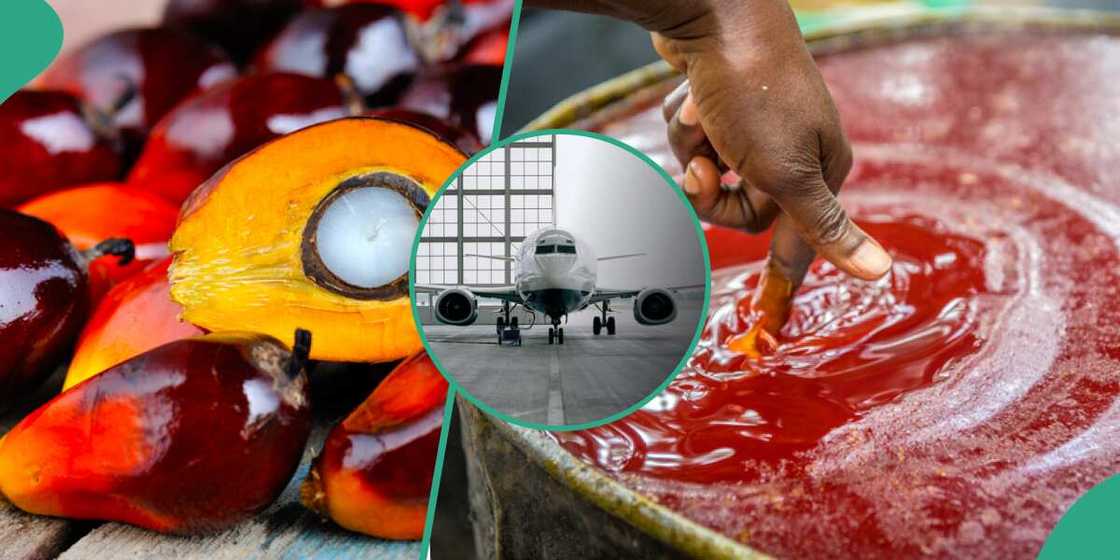 Nigeria emerges best African country making Palm Oil