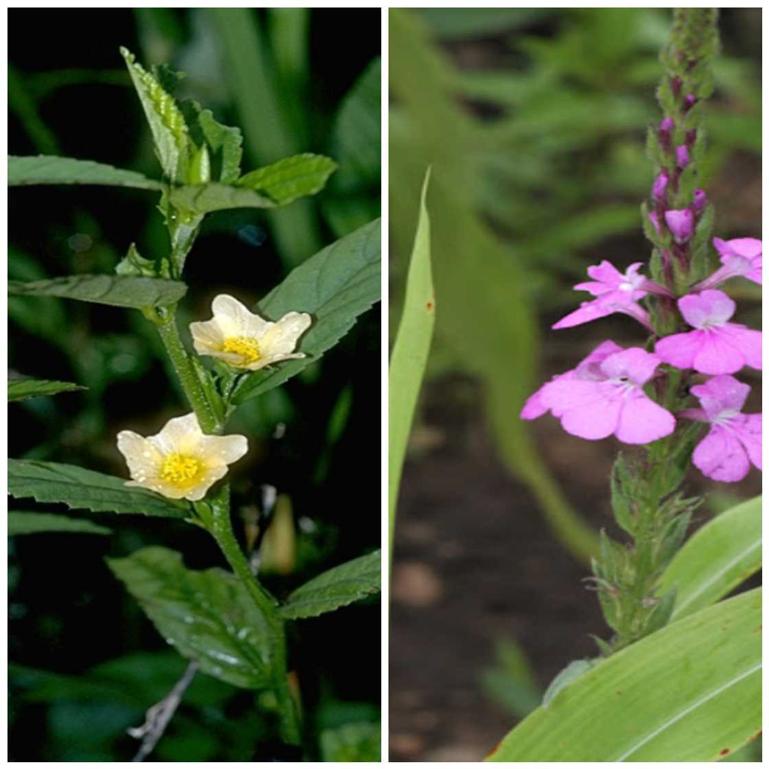 Photo by Dr. Okon G. Okon: A collage of Sida acuta (Wireweed) and Striga hermonthica (Witchweed) Photo by Dr. Okon G. Okon: A collage of Sida acuta (Wireweed) and Striga hermonthica (Witchweed)
