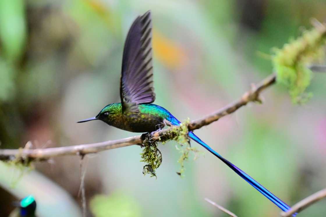 A violet-tailed sylph (Aglaiocercus coelestis) hummingbird is pictured in a private reserve in Mindo, Ecuador on August 16, 2024