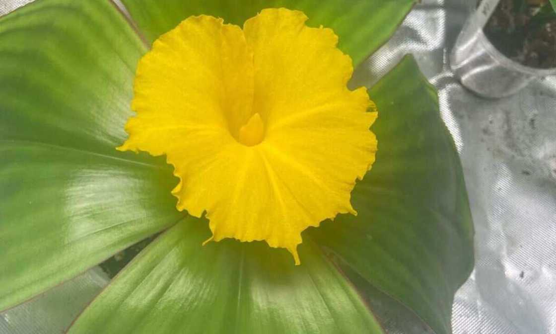 The Costus spectabilis The Costus spectabilis
