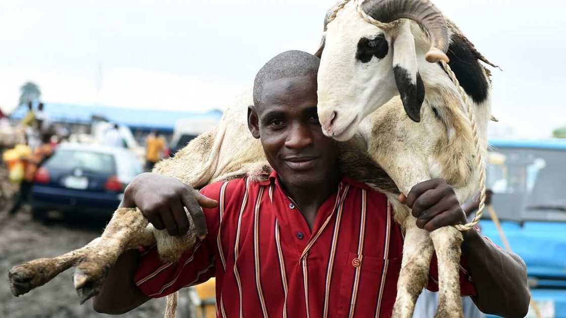 The sheep, chosen for traditional sacrifice The sheep, chosen for traditional sacrifice