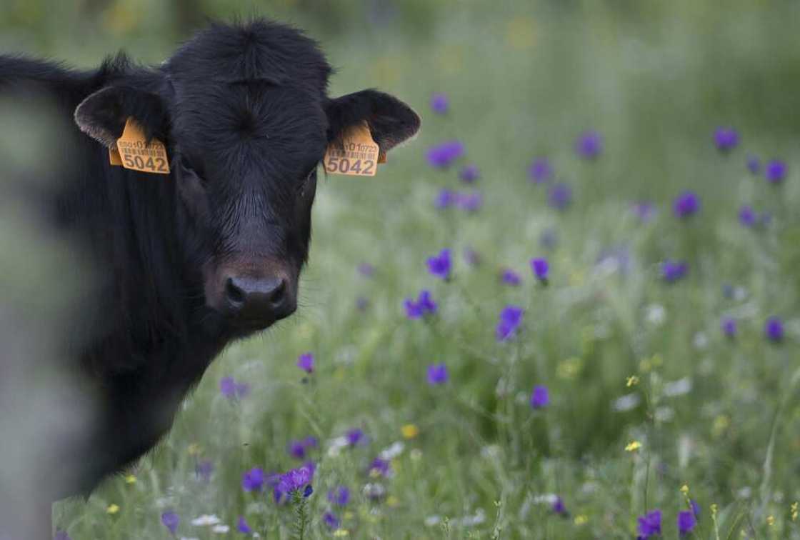 Under new rules proposed by the Spanish government, slaughterhouses will be required to retain video images of their operations for later verification by the authorities. Under new rules proposed by the Spanish government, slaughterhouses will be required to retain video images of their operations for later verification by the authorities.